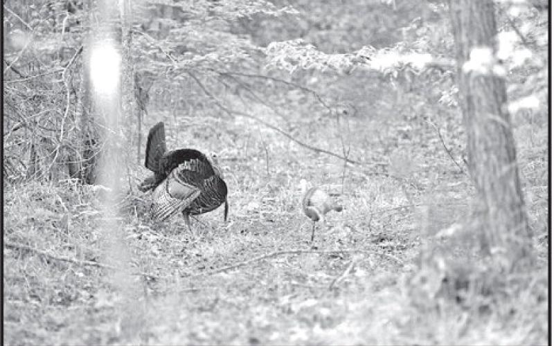 A gobbler coming to a call is constantly looking for the source. A hen decoy can at times make a wary gobbler go ahead an commit. (Photo by Matt Williams)