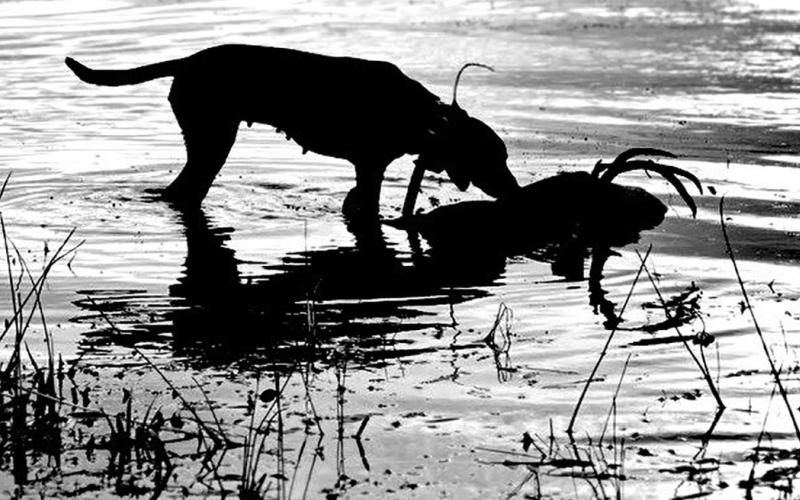 When deer hunters mention calling for a dog, they are usually talking about bringing in a good tracking dog to help recover a wounded deer. It’s always a good idea to make the call for a tracking dog when the blood trail plays out. (Courtesy Photo Jeff Glende, Redline Tracking)