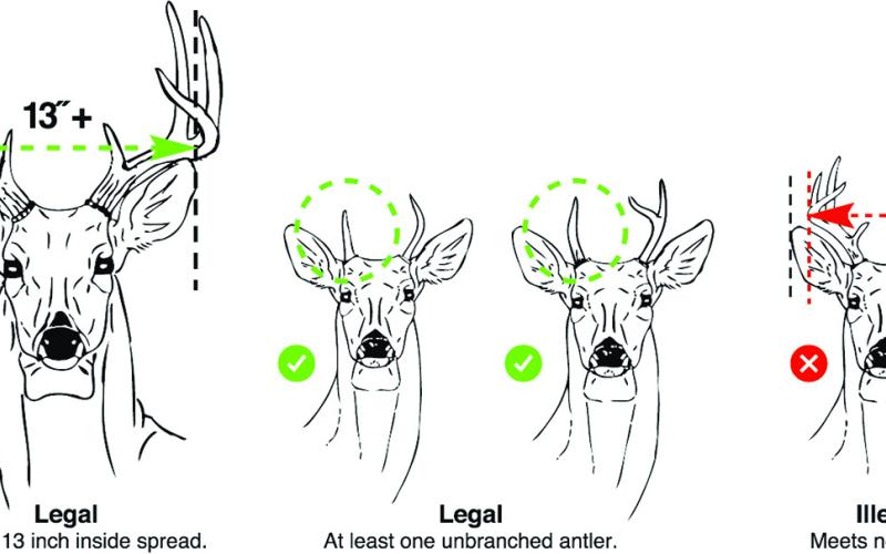 Deer hunters in 117 Texas counties are required to adhere to antler restrictions. This diagram illustrates the difference between a legal buck and an illegal buck. Biologists say more bucks are able to reach 3 1/2 years of age before they are legal for harvest with the 13-inch rule in place. By-products of upgrading the age structure are better quality racks on bucks, more pronounced rutting activity and a deer herd that is healthier overall. (TPWD Illustration)