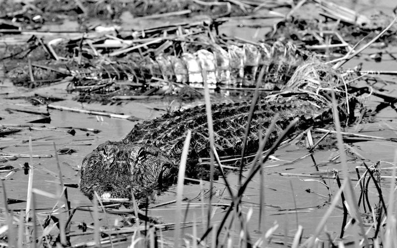 A male American Alligator soaks up some sun on a warm spring day. PHOTO BY MATT WILLIAMS