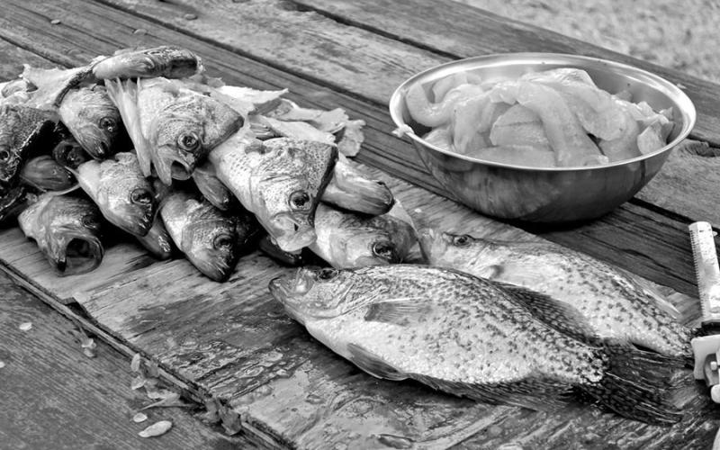 Few things are prettier than a pile of succulent crappie filets piled up on a cleaning table, just waiting to get all dressed up for a skillet of hot grease. PHOTO BY MATT WILLIAMS