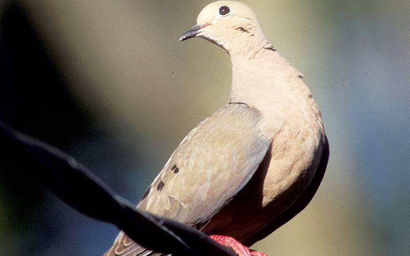 Mourning dove are the most abundant dove in Texas with a resident population estimated at 28.3 million birds. COURTESY PHOTO / TPWD