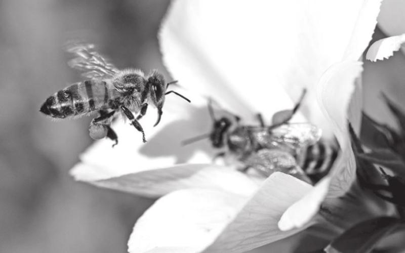 PHOTO BY DAVID CLODE ON UNSPLASH