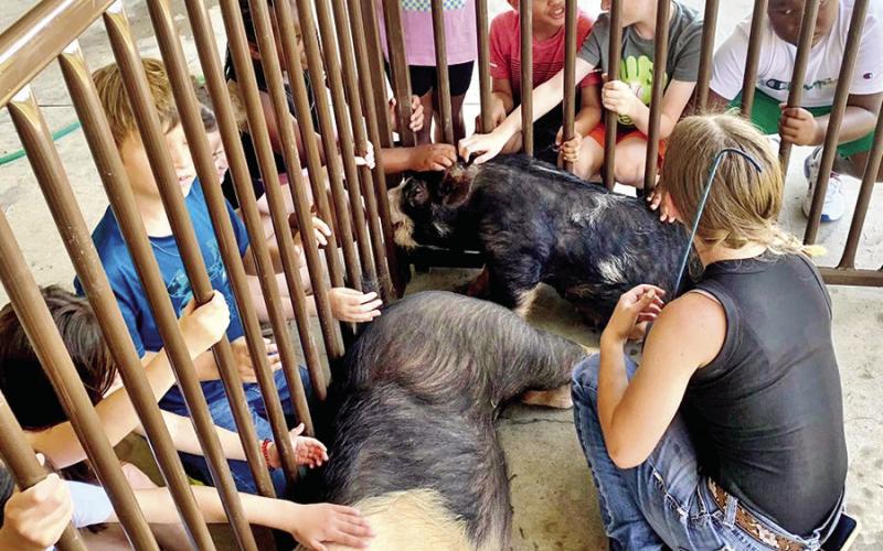 Ignite Youth Camp learns about pork production