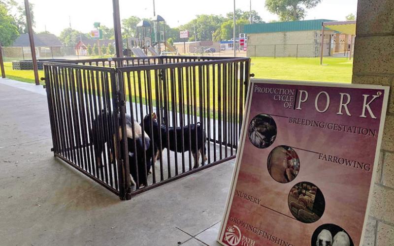 Ignite Youth Camp learns about pork production