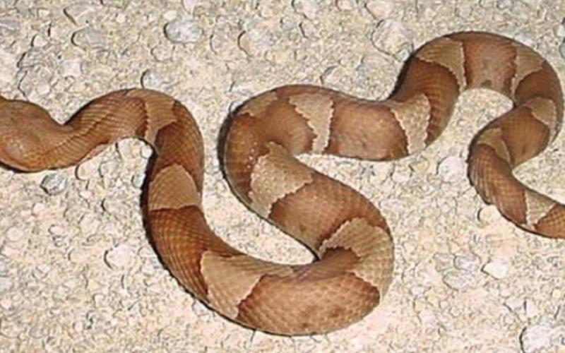 Cooperhead Snake