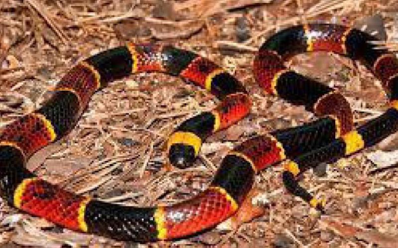 Coral Snake