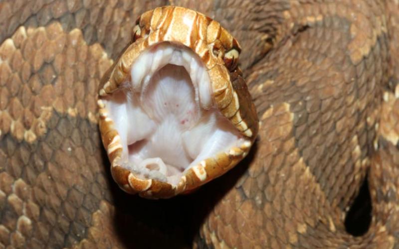 Cottonmouth Snake