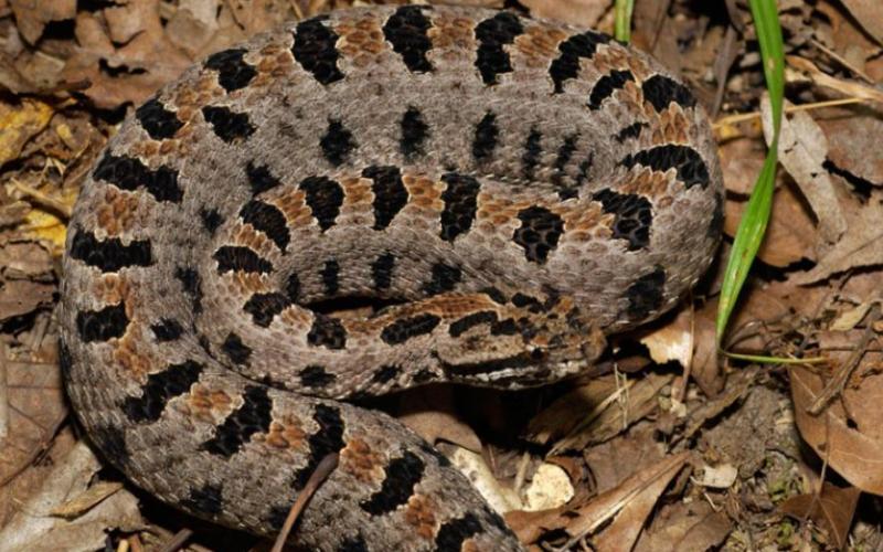 Pygmy Snake