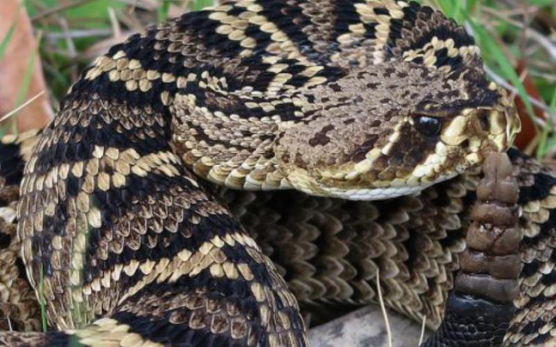 Timber Rattlesnake
