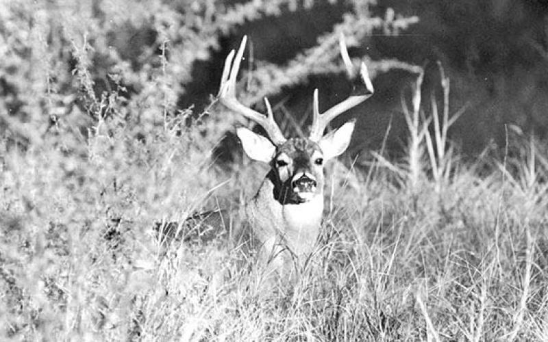 Biologists are expecting the 2022-23 Texas Big Game Harvest Survey to reflect reduced harvest numbers statewide on white-tailed deer. Experts say a fall green up combined with a bumper acorn crop in much of the state stifled deer movement and kept the animals away from corn feeders for much of the season. (Photo by Matt Williams)