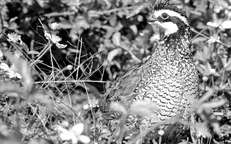 Small Game Harvest Surveys are vital tool used in the management of upland game birds like quail and wild turkeys. (TPWD Photo/Chase Fountain)