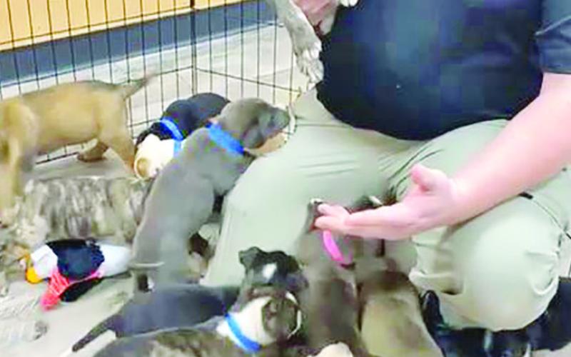 Animal Control Officer Drake Moore corrals the abundance of puppies that inspired a free adoption event last week at the shelter. All the puppies in the photo were adopted! COURTESY PHOTO