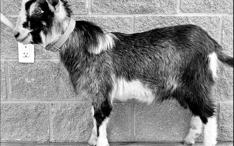 Even cute little Billy goats like Bucky, found roaming the Mount Pleasant Sports Complex, can end up in the shelter. COURTESY PHOTO