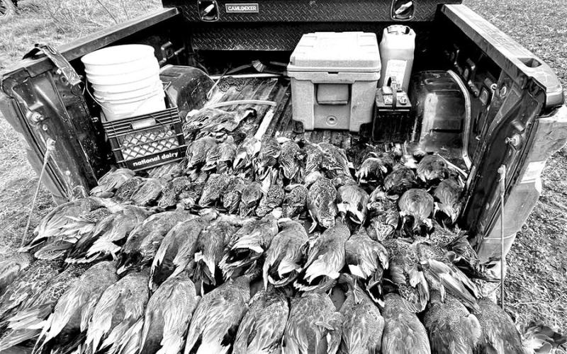 On January 25, Texas game wardens from Hamilton and Bosque counties issued multiple citations to four duck hunters for multiple violations including exceeding the bag limit, hunting without a valid license and using lead shot for waterfowl. The hunters were caught with 54 ducks — three times the daily bag limit of six per licensed hunters. (TPWD Photo)