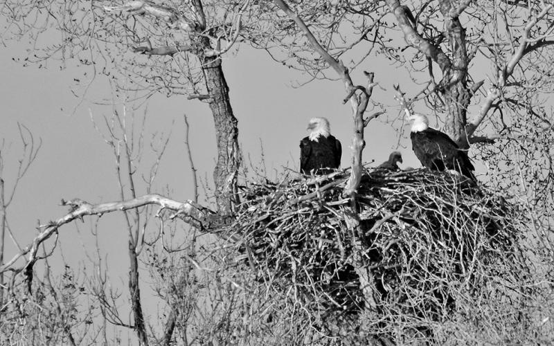 Bald eagles build large nests in tall trees. Nests are roomy, often measuring six feet across and weighing several hundred pounds. Nests are typically made from sticks, then lined with leaves, grass and Spanish moss. Bald eagles believed to mate for life and may have can have one or more alternative nests within their territories. USFWS PHOTO/TOM KOERNER