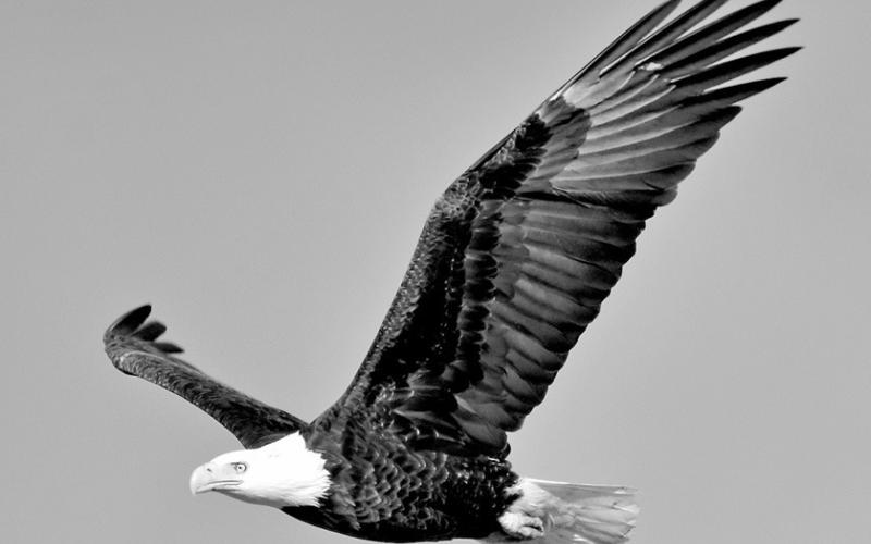 Bald eagles are majestic birds of prey that are protected by state and federal laws, including the Migratory Bird Treaty Act and the Bald and Golden Eagle Protection Act. Killing one can land you in hot water with the law, resulting in several penalties including brisk fines and possible jail time. The civil restitution fee alone in Texas totals nearly $12,000 per bird. USFWS PHOTO/TOM KOERNER