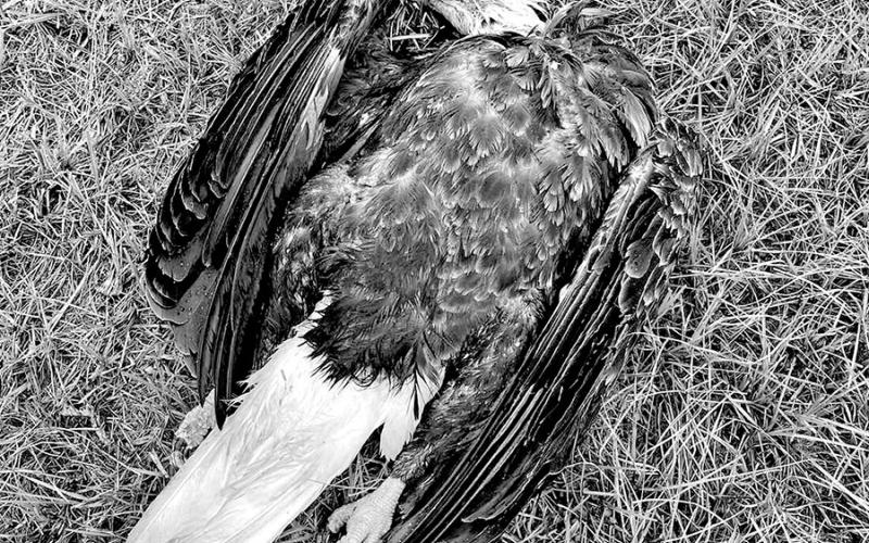 A bald eagle lies in a field where it was found dead in late October by a Nacogdoches County landowner. A second dead eagle was found about 20 yards away. TPWD game wardens say both birds had pass-through bullet wounds and had likely been shot by a rifle of some sort. Authorities are currently looking for tips in the case. TPWD PHOTO