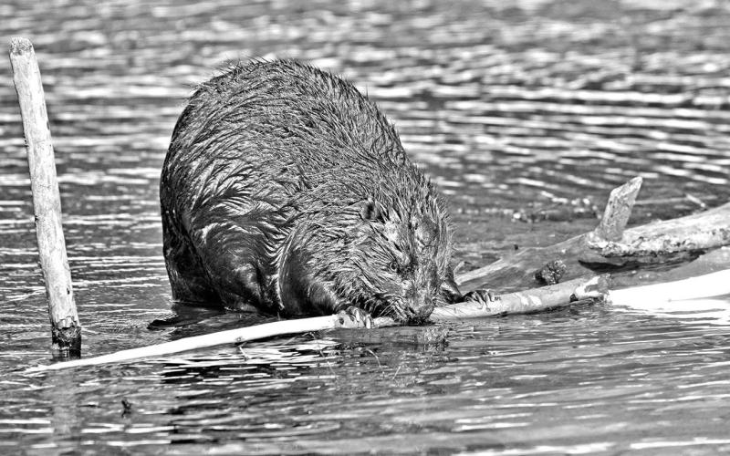 Working with Mr. Beaver—or not