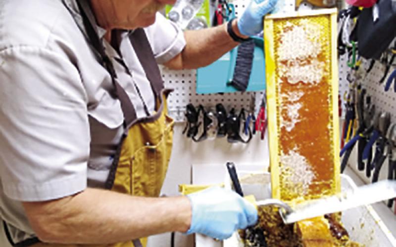 This beekeeper is slicing open the wax caps on the cells of honey with a hot knife.