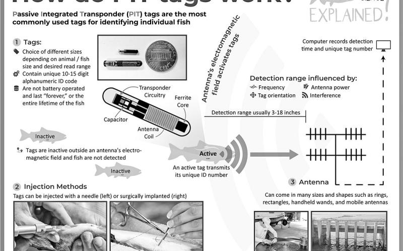 PIT tags are small, cylinder devices implanted in fish using a needle. The tags do not require power to operate, so they last for the lifetime of the fish. The tags have an internal microchip that is activated when it passes close to a special wand or antenna. Each tag carries a number specific to that tag. (FISHBIO ILLUSTRATION)