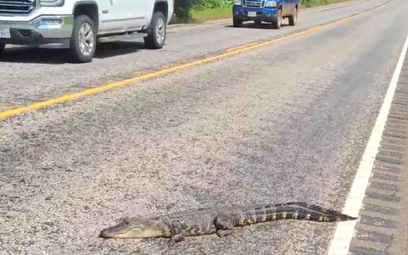 Alligator goes for walk down the street, receives celebrity treatment from locals