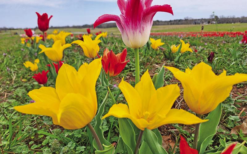Feeling moody? Take a trip to the Moody Blooms