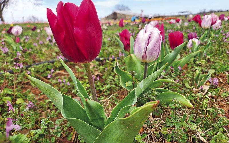 Feeling moody? Take a trip to the Moody Blooms
