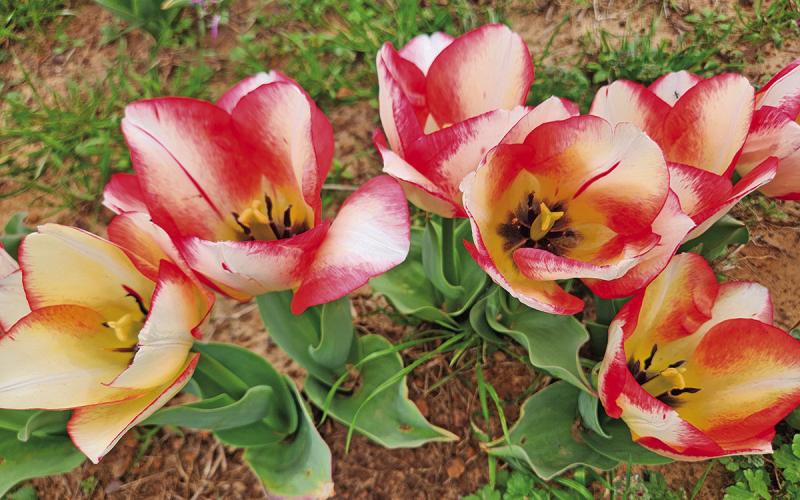 Colorful tulips await everyone who comes to enjoy the flowers at ‘Moody Blooms’ TRIBUNE PHOTOS / NICOLE KIMBALL