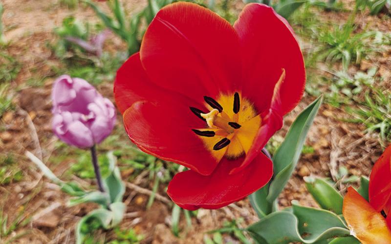 Feeling moody? Take a trip to the Moody Blooms