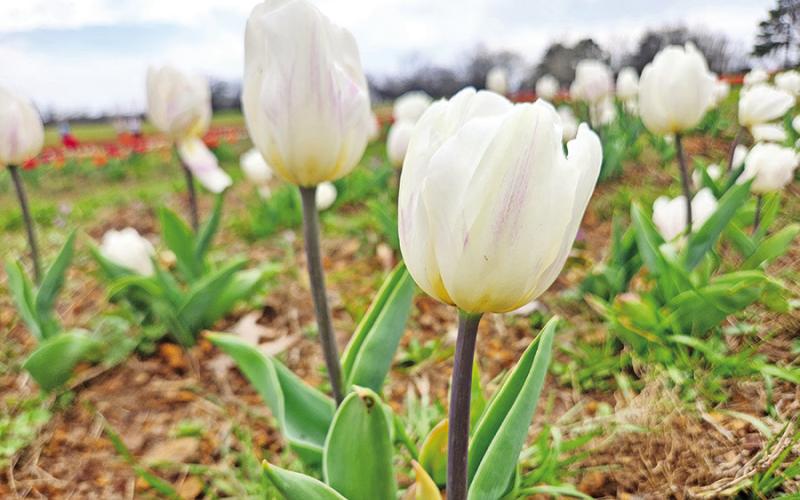 Feeling moody? Take a trip to the Moody Blooms