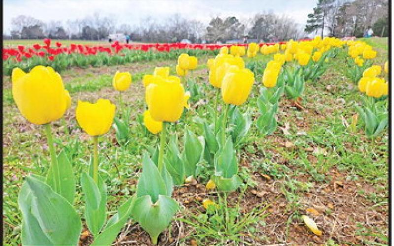 Feeling moody? Take a trip to the Moody Blooms