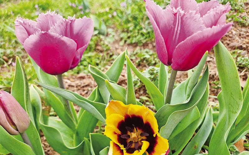 Feeling moody? Take a trip to the Moody Blooms