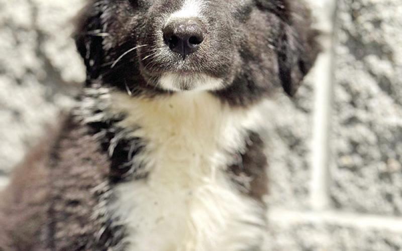 Rosie