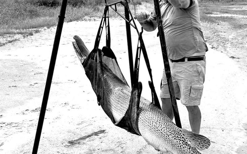 Capt. Kirk Kirkland weighs Weston’ big gar at lakeside using a certified portable scale. If all of Weston’s recent record submissions are approved, he will own every IGFA line class record for alligator gar, plus the All-Tackle world record. (Courtesy Photo, Art Weston)