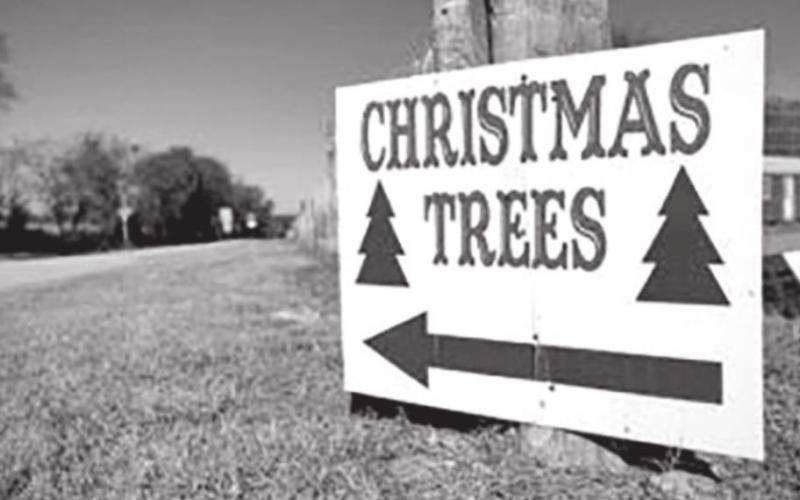 Choose the right Christmas tree this holiday season
