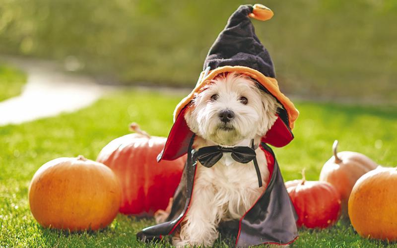 Pumpkin is a great treat for cats and dogs because it is both tasty and low in calories, making it a healthy alternative to traditional treats. STOCK PHOTO