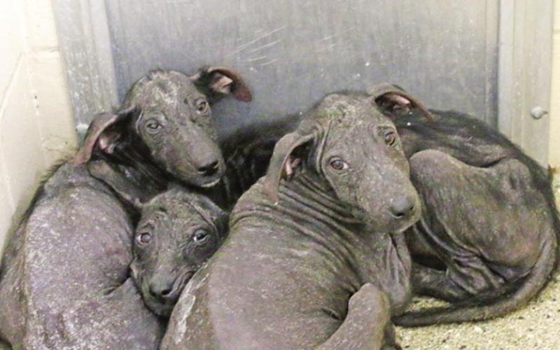 Over 30 animals seized from Titus County residence for severe abuse, neglect