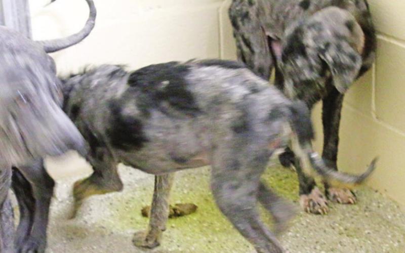 Over 30 animals seized from Titus County residence for severe abuse, neglect
