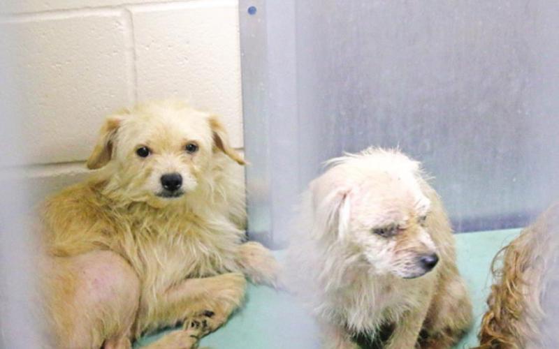 Over 30 animals seized from Titus County residence for severe abuse, neglect