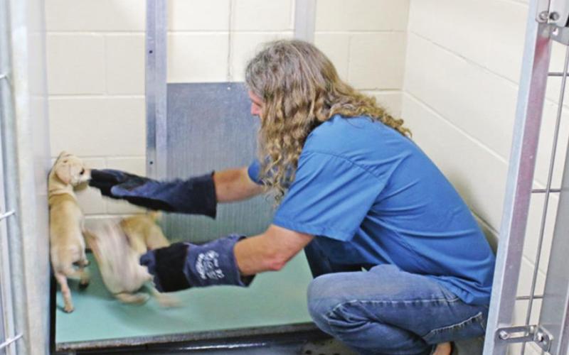 Over 30 animals seized from Titus County residence for severe abuse, neglect