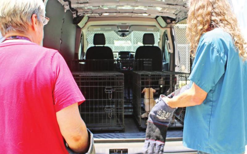 Over 30 animals seized from Titus County residence for severe abuse, neglect