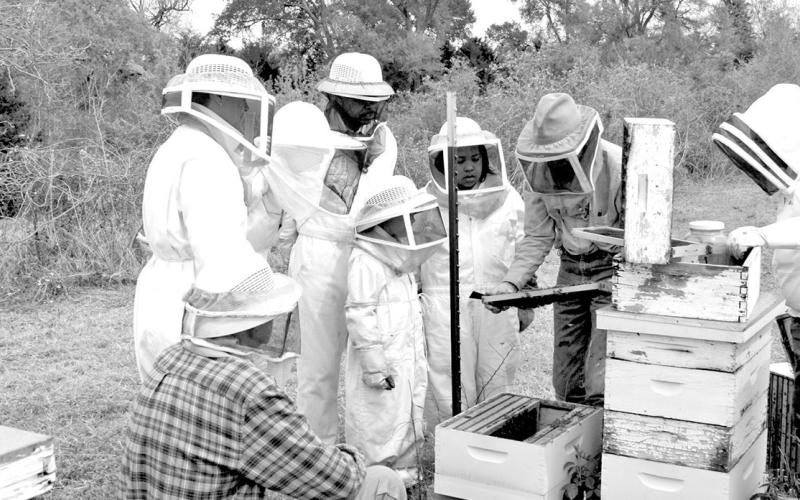 Property taxes can be lowered by keeping bees