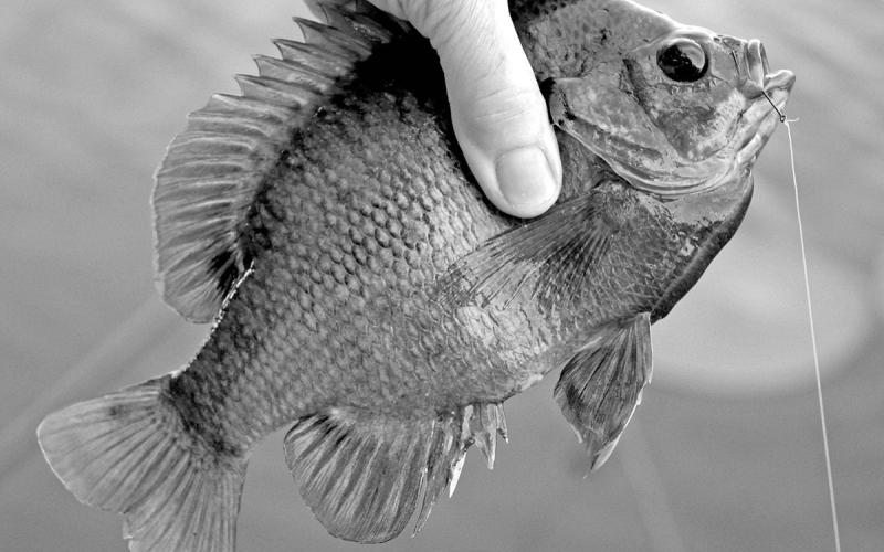 Silver Bullets: Secret weapons for fishing don’t exist