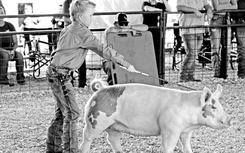 Chapel Hill Northeast FFA takes home dozens of wins from Titus County Fair 2025
