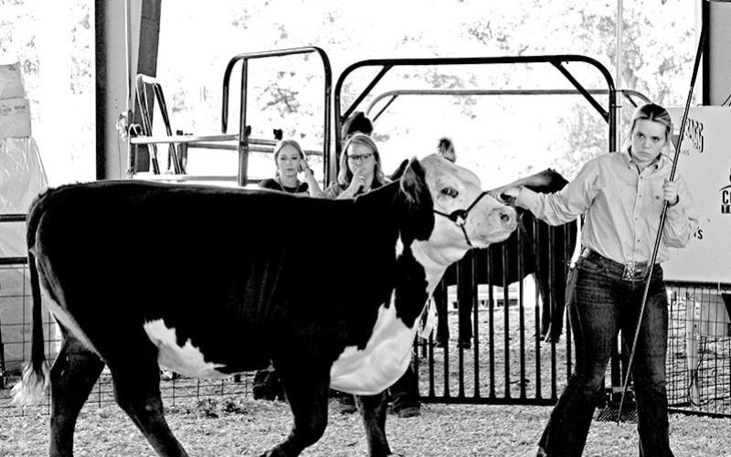 Chapel Hill Northeast FFA takes home dozens of wins from Titus County Fair 2025