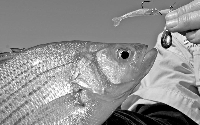 The 1/4 ounce Blackmore Roadrunner is a staple in white bass fishing arenas. Working the bait slow is often the key to enticing the most strikes, especially in cold water. (Photo by Matt Williams)