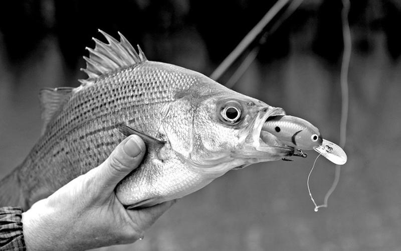 Shallow and medium diving crankbaits are always a good choice during the spring spawning run. Best color are crawfish or bone. (Photo by Matt Williams)