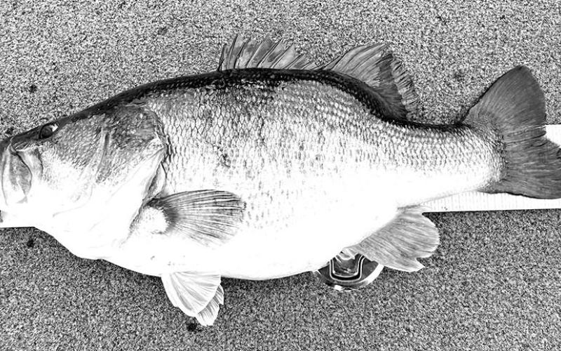 Shaped like a football, Conn’s bass measured only 20 1/4 inches long. (Courtesy Photo, Jason Conn)