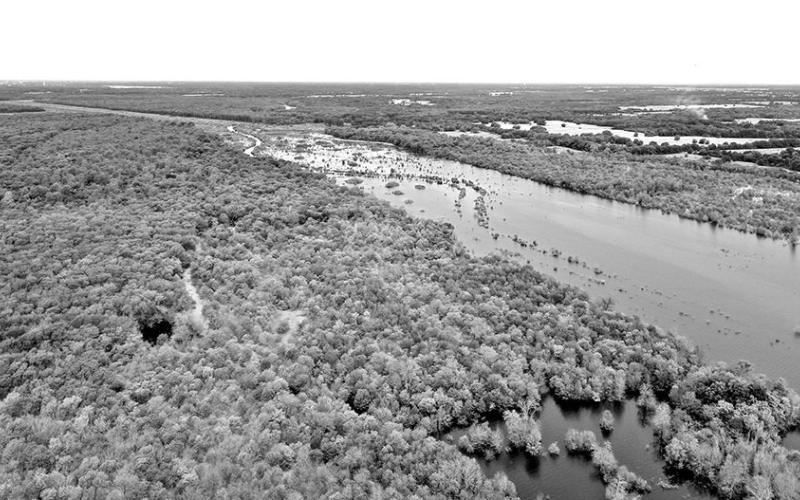 The upper end of the new lake is a virtual jungle. Much of it is currently inaccessible by boat because it is too thick to penetrate. Anglers should be on the watch for wasp nests in heavily timbered areas. (Photo courtesy NTMWD)